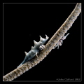   Dragon ShrimpCanon G12 Ikelite housing1250s f5.6 ISO 100ND filter EV Spot meteringSingle DS 161 slightly forward right high angled in5 Subsee diopterSola 600 focus light 1/250s 1250s 250s f56 f5  